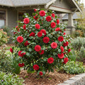 Kramer's Camellia - Camellia japonica 'Kramer's Supreme'