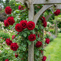 Don Juan Climbing Rose - Rosa 'Don Juan'