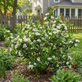 Viking Aronia Chokeberry Bush - Aronia 'Viking'