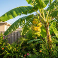 Ice Cream Banana Tree - Musa 'Blue Java' x 'Namwah'