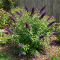 Black Knight Butterfly Bush - Buddleia 'Black Knight'