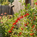 Goji Berry Plant - Lycium barbarum