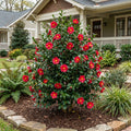 Southern Living? Yuletide Camellia - Camellia sasanqua 'Yuletide'