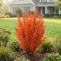 Southern Living? Orange Rocket Barberry - Berberis thunbergii 'Orange Rocket'