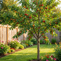 Rainier Cherry Tree - Prunus avium 'Rainier'