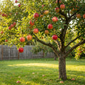 Honeycrisp? Apple Tree - Malus pumila MN#1711
