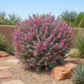San Antonio Rose Texas Sage - Leucophyllum frutescens 'San Antonio Rose'