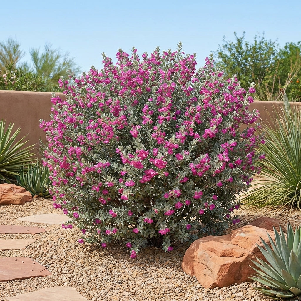 San Antonio Rose Texas Sage - Leucophyllum frutescens 'San Antonio Rose'