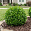 Baby Gem Boxwood - Buxus microphylla var. japonica 'Gregem'