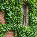 Boston Ivy - Parthenocissus tricuspidata