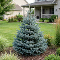 Baby Blue Spruce Tree - Picea pungens 'Baby Blue'