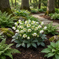 FrostKiss? Molly's White? Hellebore - Helleborus x Frostkiss Molly's White