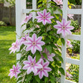 Nelly Moser Clematis - Clematis x 'Nelly Moser'