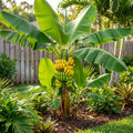 Dwarf Cavendish Banana Tree - Musa acuminata