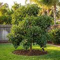 Cold Hardy Avocado Tree - Persea americana