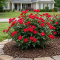 Petite Knock Out? Rose - Rosa meibenbino