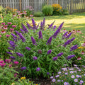 Butterfly Candy? Li'l Grape? Butterfly Bush - Buddleia davidii ?BotEx 001? PP34515