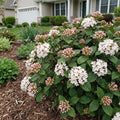 Korean Spice Viburnum Shrub - Viburnum carlesii