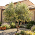 Arbequina Olive Tree - Olea europaea 'Arbequina'