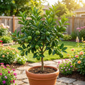 Key Lime Tree - Citrus aurantifolia