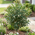 Fragrant Tea Olive Tree - Osmanthus fragrans