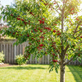 Lapins Cherry Tree - Prunus avium 'Lapins'
