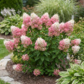 Vanilla Strawberry Hydrangea Shrub - Hydrangea paniculata 'Renhy'