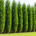 Leyland Cypress Tree - Cupressus ? leylandii