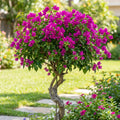 Barbara Karst Bougainvillea Tree - Bougainvillea 'Barbara Karst'