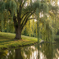 Weeping Willow Tree - Salix babylonica