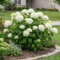 Annabelle Hydrangea Shrub - Hydrangea arborescens 'Annabelle'