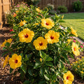 Gold Digger? Hollywood? Hibiscus - Hibiscus rosa-sinensis ?Gold Digger??