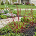 Red Twig Dogwood Shrub - Cornus sericea