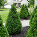 Green Mountain Boxwood - Buxus x 'Green Mountain'