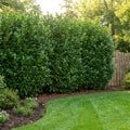 Skip Laurel Shrub - Prunus laurocerasus