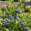 Sweetheart Blueberry Bush - Vaccinium 'Sweetheart