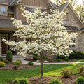 White Dogwood Tree - Cornus florida