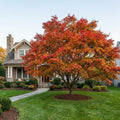 Red Sunset? Maple Tree - Acer rubrum 'Franksred' Red Sunset