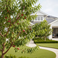 2-in-1 Peach Tree - Prunus persica