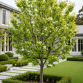 20th Century (Nijisseiki) Asian Pear - Pyrus pyrifolia 'Nijisseiki'