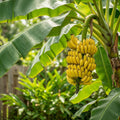 Cold Hardy Banana Tree - Musa 'Basjoo'