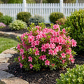 Autumn Angel? Encore? Azalea - Azalea x 'Robleg'