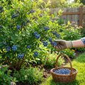 Legacy Blueberry Bush - Vaccinium corymbosum 'Legacy'