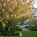 3-in-1 Cherry Tree - Prunus avium sp.