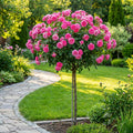 Pink Knock Out? Rose Tree - Rosa 'Radcon'