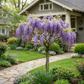 Wisteria Tree - Wisteria sinensis