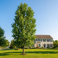 Superior Hybrid Poplar Tree - Populus deltoides x Populus nigra