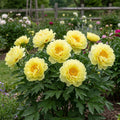 Bartzella Peony - Paeonia x 'Bartzella'