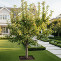 4-in-1 Apple Tree - Malus domestica