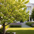 4-in-1 Asian Pear Tree - Pyrus pyrifolia